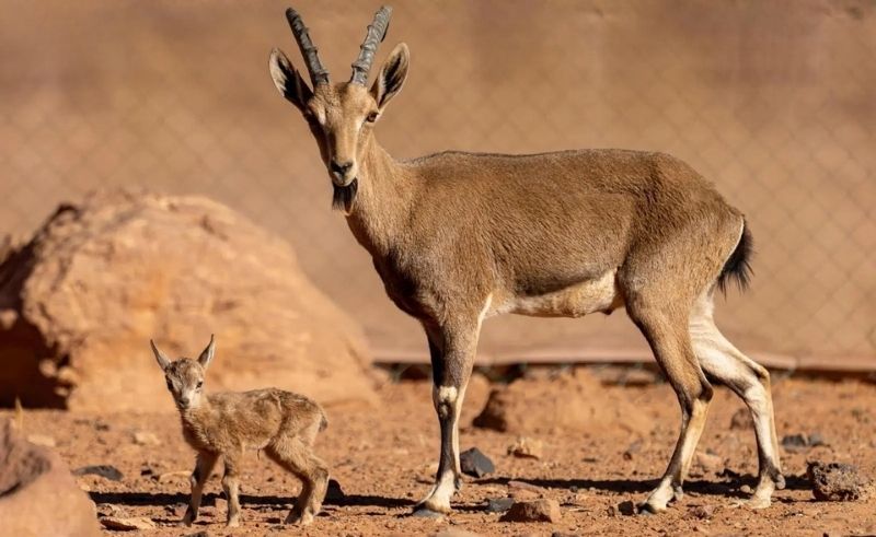 King Salman Reserve Earns IUCN Certification for AI Conservation