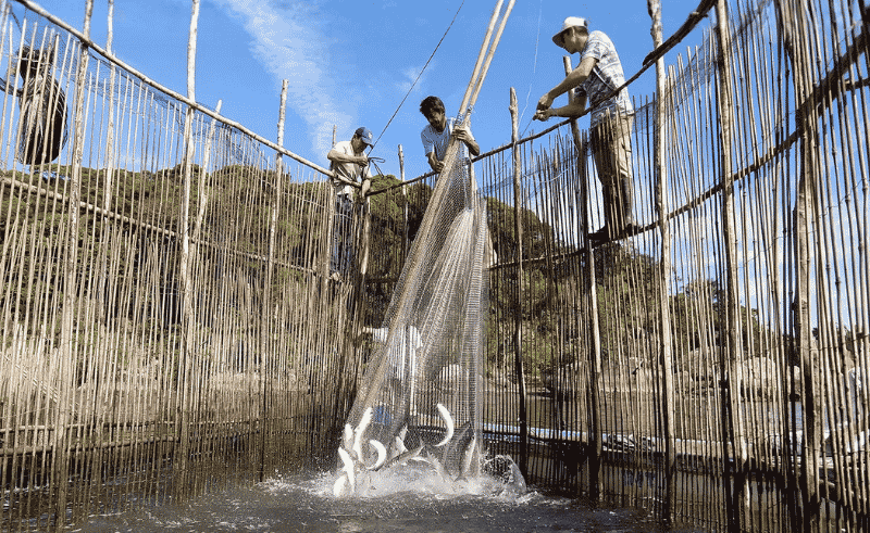 Egypt Will Export Farmed Fish Products to Europe for First Time