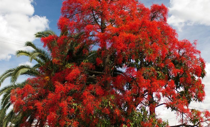 Flame Tree Planting Programme Expands Green Spaces in Dubai
