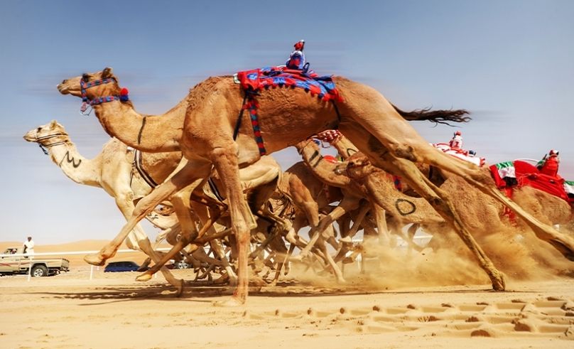 Why Robot Jockeys Have the Reins in Camel Racing