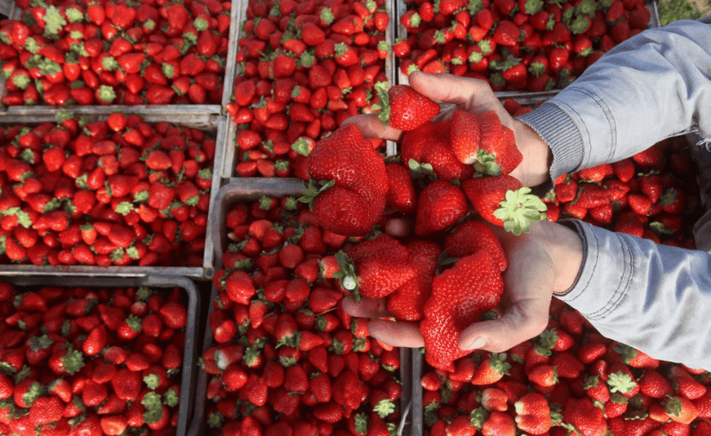 Egypt Food Exports Reached USD 1.68 Billion in Q1 2026