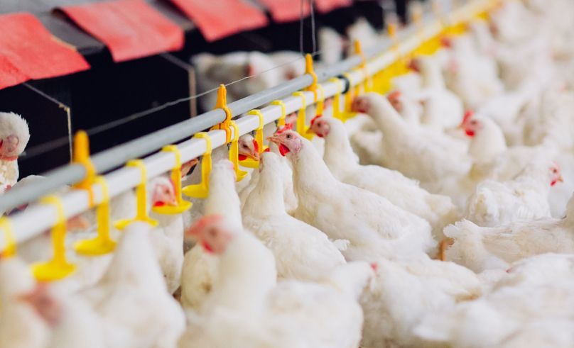 Premium Food Mark Launched for Chilled Chicken in Abu Dhabi