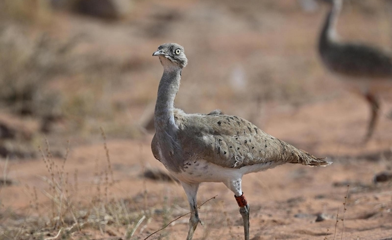 Imam Turki Reserve Records 184 Bird Species Along Migration Routes