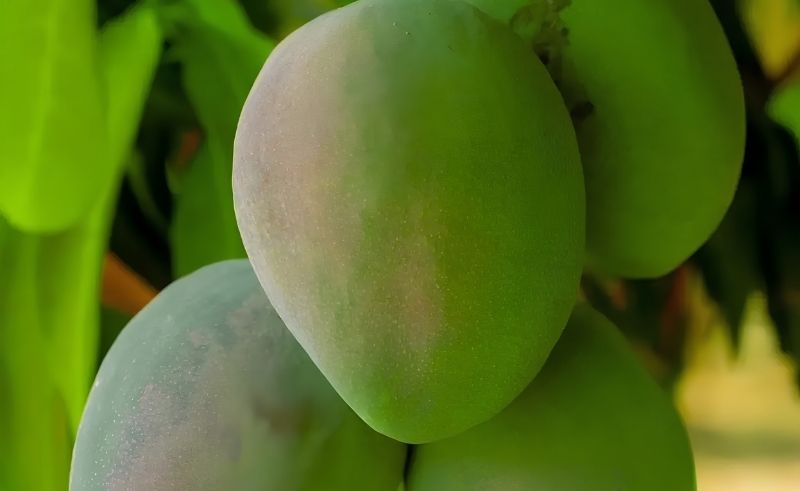 Jazan Produces 60% of Saudi Arabia’s Mango Harvest