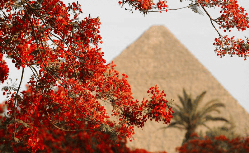 The Story Behind the Trees that Turn Cairo Red Each Summer