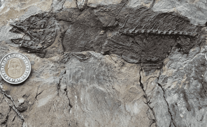 62-Million-Year-Old Fossil Site Discovered in Egypt's Eastern Desert