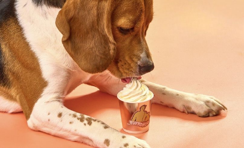 Nude Bakery Just Added Puppuccinos for Its Four-Legged Regulars
