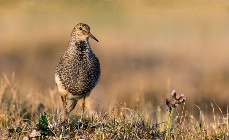 34 New Bird Species Recorded at King Abdulaziz Royal Reserve