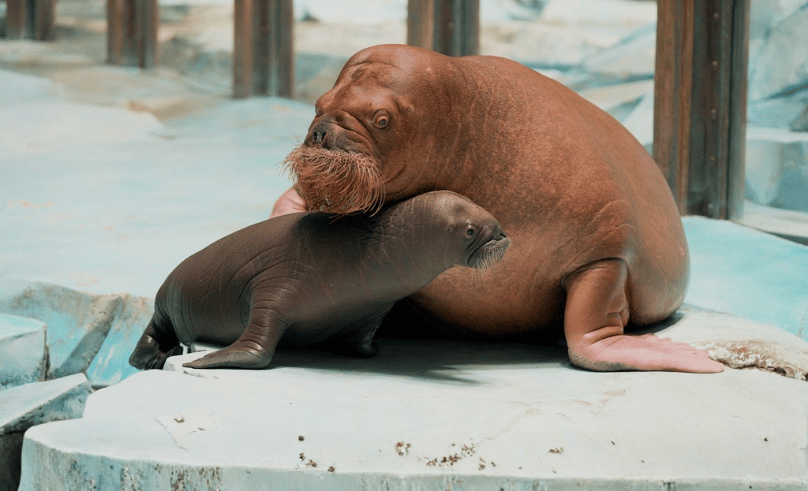 SeaWorld Abu Dhabi Welcomes Region’s First Walrus Calf