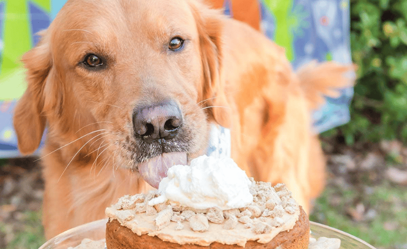 The Pet Factory Just Opened a Make-Your-Own Treat Bar