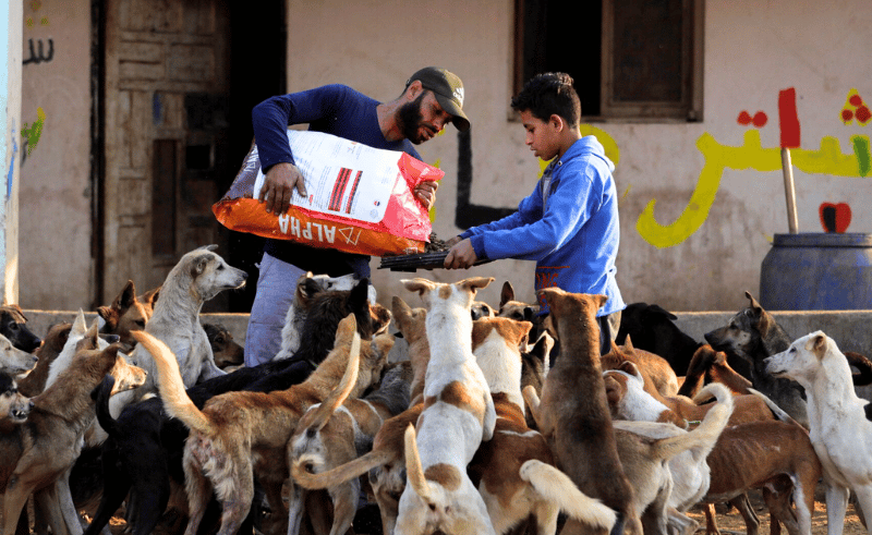 Shorouk City Allocates Land for Its First Stray Dog Shelter