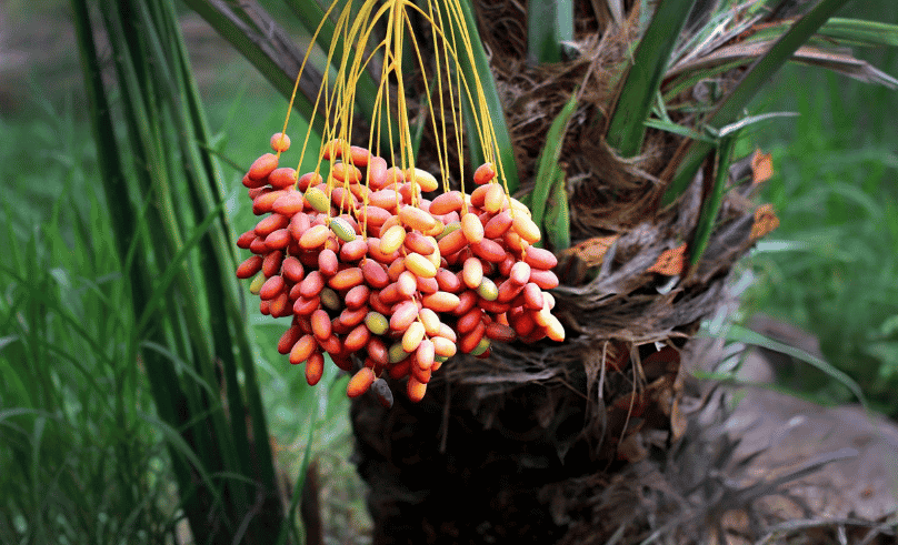 UAE Harvest Season Begins With 150 Date Varieties Across Country