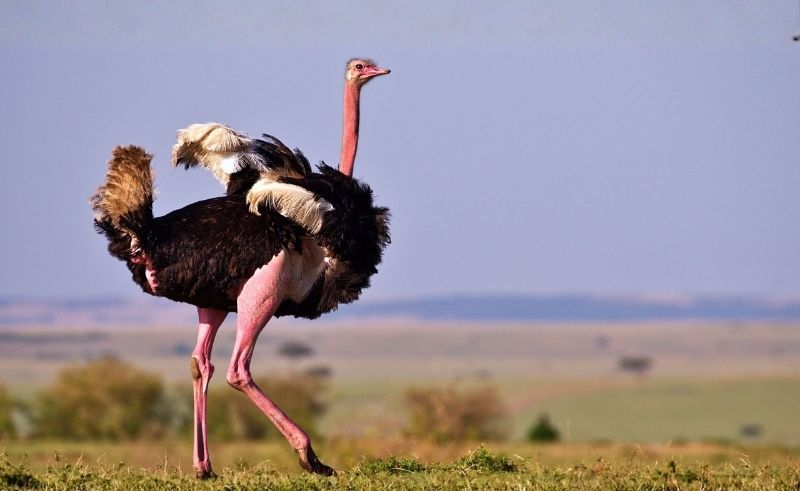 Saudi Reserve Reports Rise in Red-Necked Ostrich Hatchlings