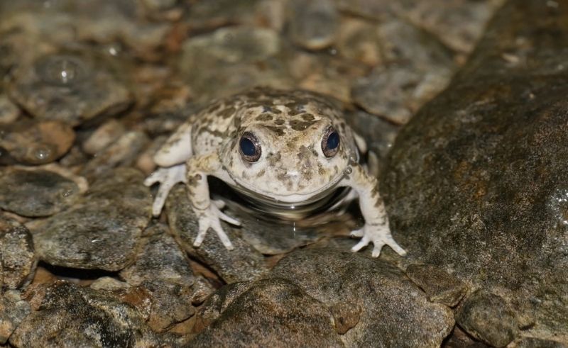 Saudi Researchers Document Rare 'Reverse Cannibalism' in Arabian Toads