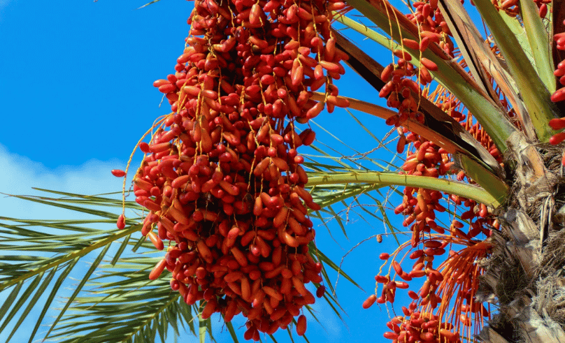 Abu Dhabi Heritage Authority Launches Date Palm Documentation Program