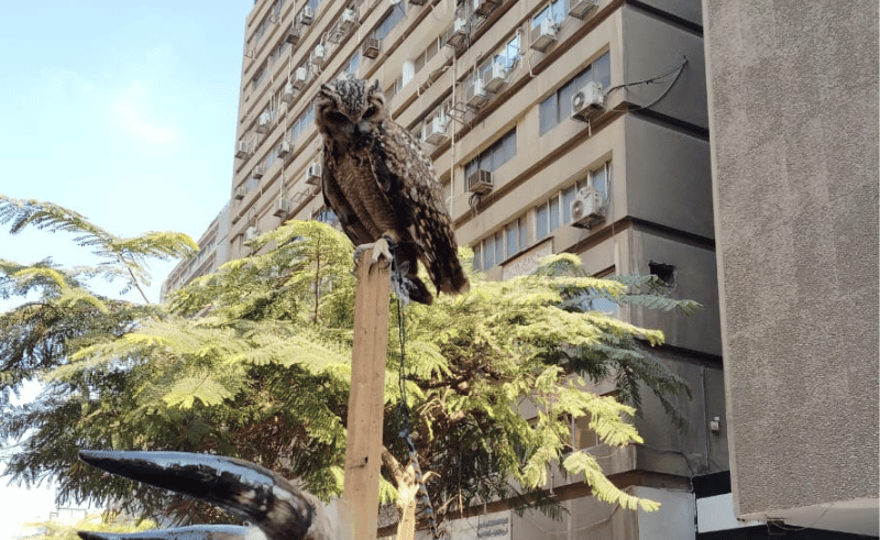 Environment Ministry Seizes Protected Wildlife From Cairo Market