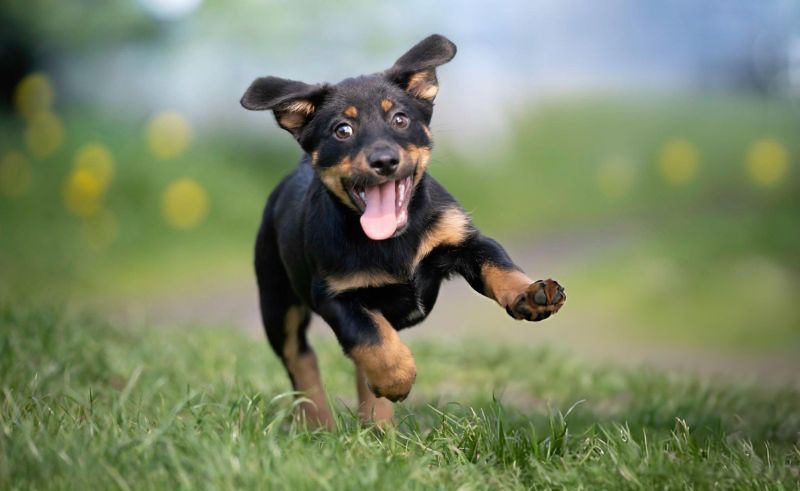 Dubai’s New Pet Shelter Lets You Find Your Next Furry Friend Online