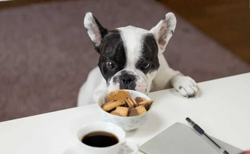 Bocasu Café in Al Quoz Is Giving Dogs Free Treats Until August 15th