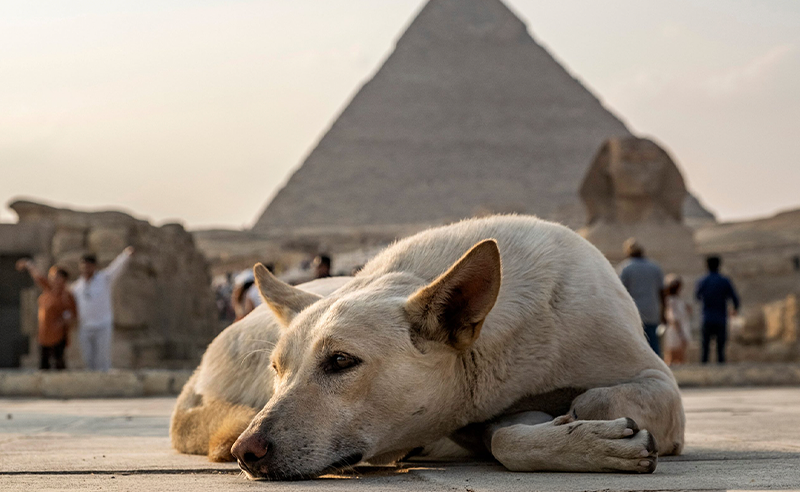 Cairo’s Street Dogs Aren’t Going Anywhere. Here is Egypt’s New Plan.