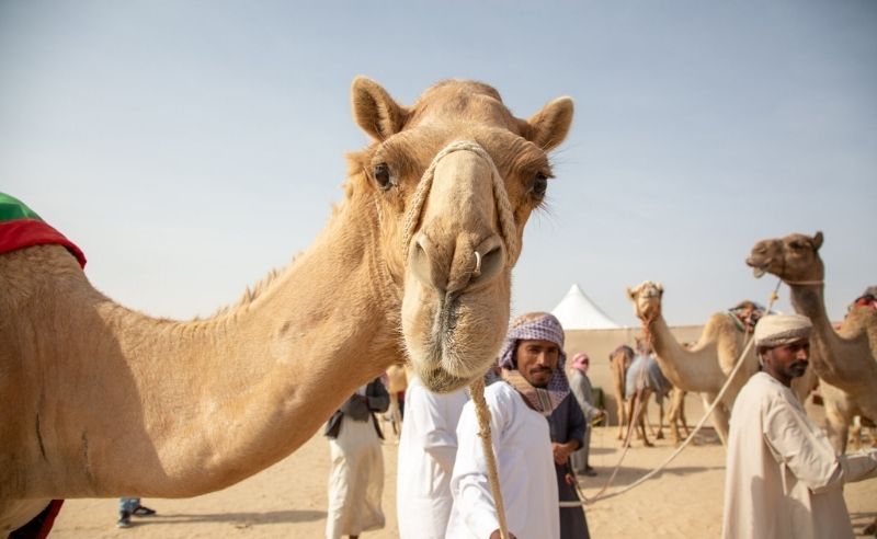 New Camel Racing Cup Offers SAR 500,000 Prize for Saudi Owners
