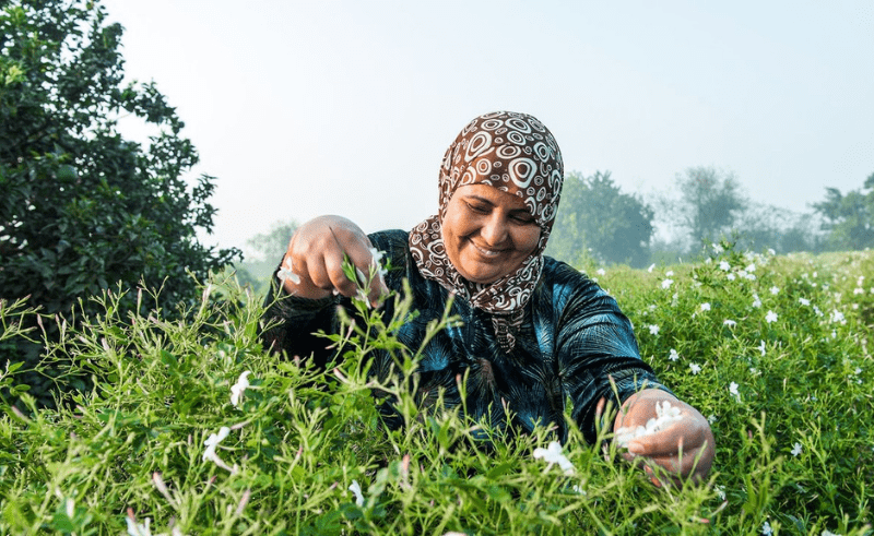 This Egyptian Village Turns Jasmine Into the World's Best Perfumes