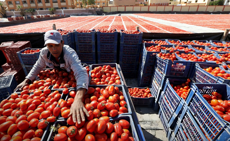 Egypt Ranks Fifth Globally in Tomato Production