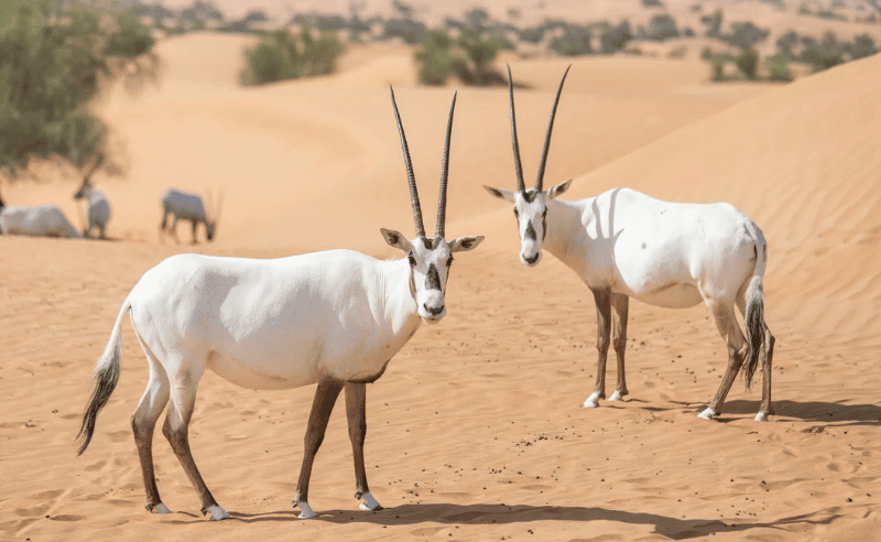 Rules to Protect Native Species & Habitats Introduced in Abu Dhabi