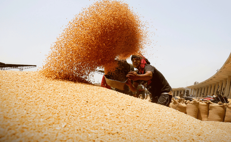 Egypt Signs USD 500 Million Wheat Purchase Deal With UAE