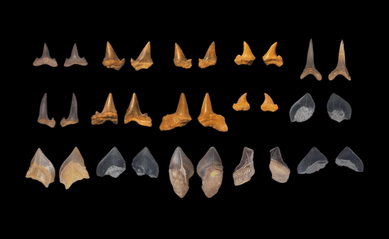 Ancient Shark Graveyard Discovered in Egypt’s Western Desert