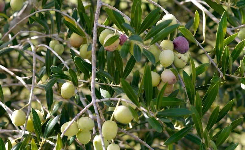 Hazel Farm is Hosting an Official Figs & Olivers Festival 
