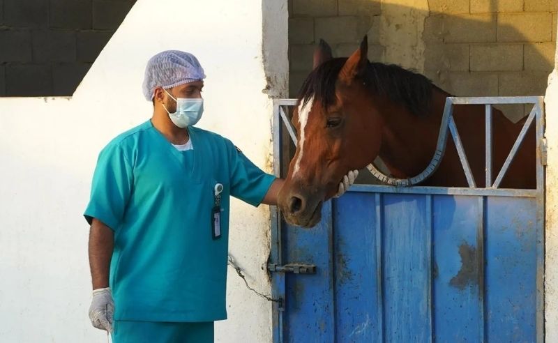 Saudi Arabia Recognised as Free From Dourine in Horses