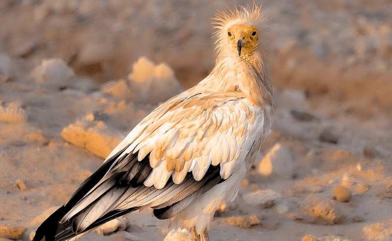 Vulture Tracking & Conservation Efforts Expands in AlUla