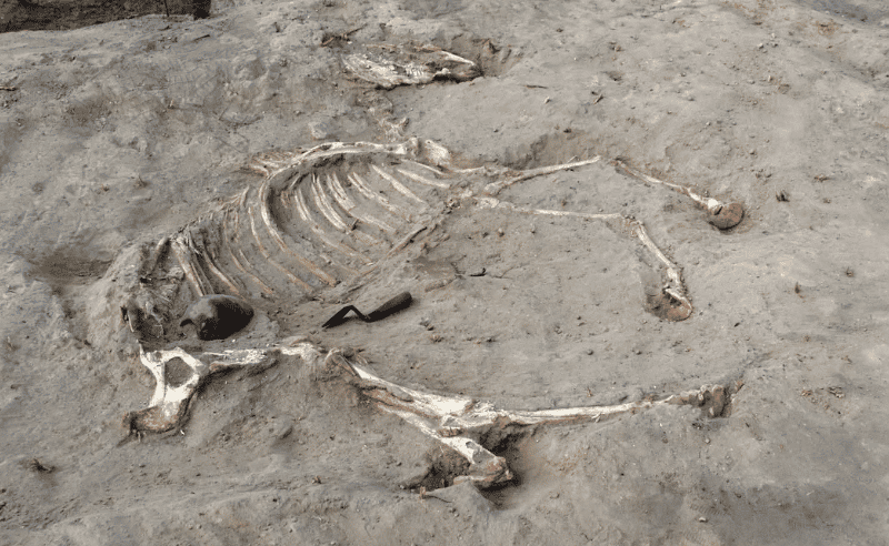 2,000-Year-Old Fortress With Horse Burial Discovered in Beheira