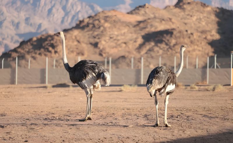 Ostrich Reintroduced to Saudi Nature Reserves