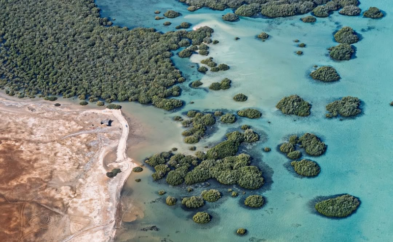 AUC-Led Initiative Plants 50,000 Mangrove Trees Along Red Sea Coast