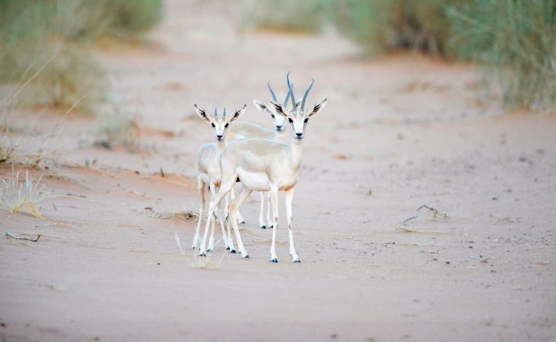 454 Wildlife Births Recorded at King Salman Royal Reserve