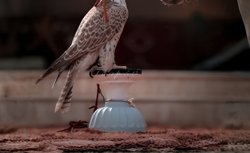 Arabian Horse & Falcon Centres Sign Heritage Cooperation Deal