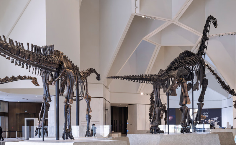 You Can Now Name a T Rex & a Blue Whale in Abu Dhabi