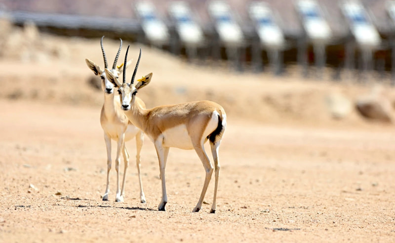 Sand Gazelles Bred Inside Saudi Solar Park for the First Time