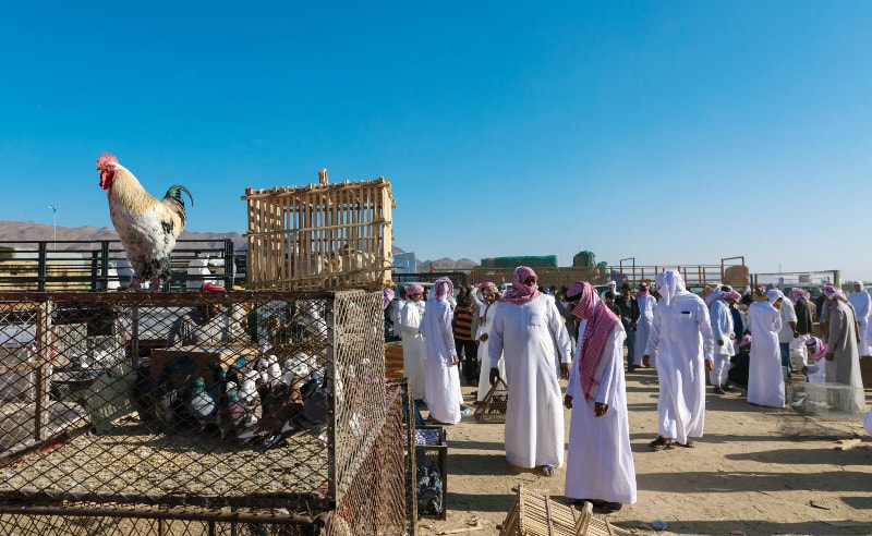 Saudi Arabia Reaches 100% Self-Sufficiency in Table Eggs