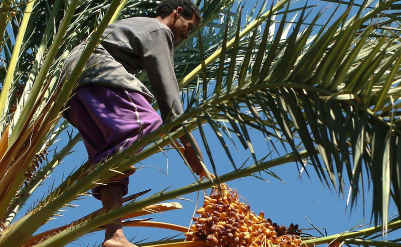 Ninth International Dates Festival Opens in Siwa Oasis
