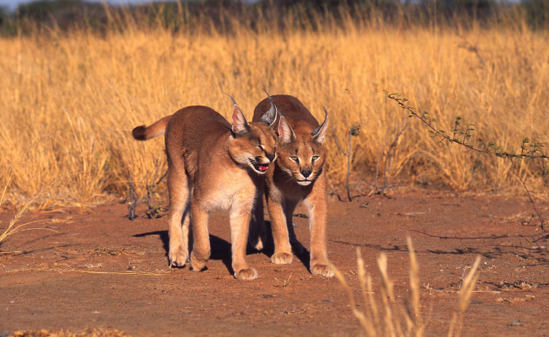 Wildlife Rescue & Rehabilitation Network Launched in Abu Dhabi