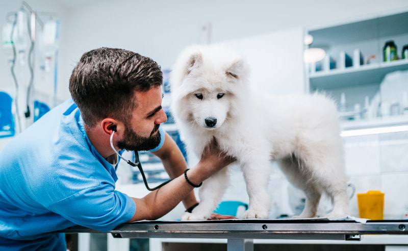 Veterinary Ciprofloxacin Ban Takes Effect November 1st