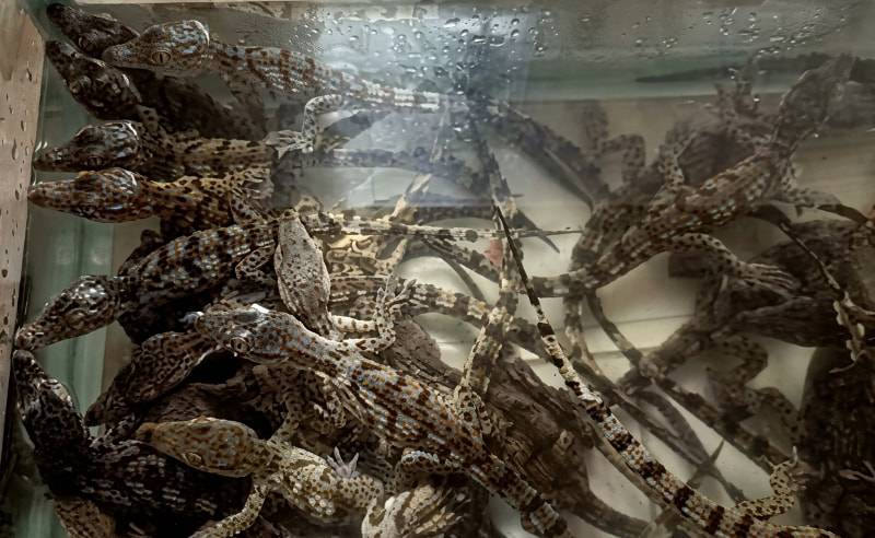 30 Smuggled Crocodiles Seized at Assiut Railway Station