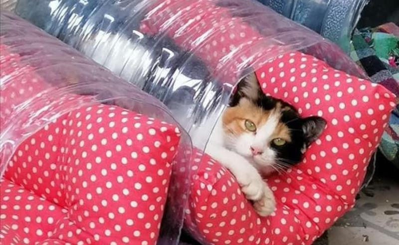 Meow Tours & Greenish are Saving Strays from the Cold