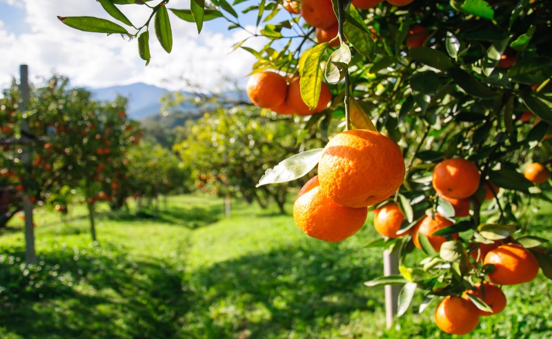 Taji Are Sure To Be Your Future Source for Corn and Oranges
