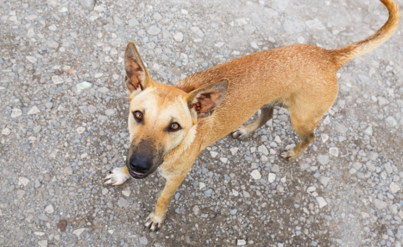 Aswan Launches First Rabies Campaign to Vaccinate Stray Dogs