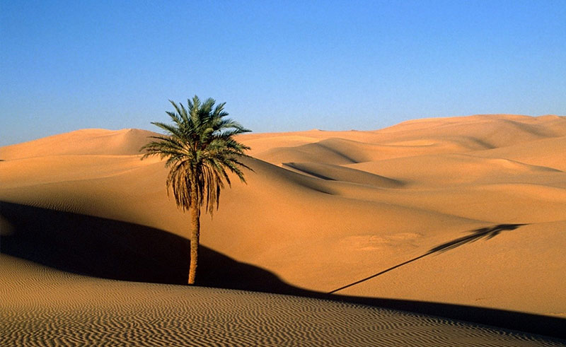 'Palm Tree Detection Challenge' Poses Unique Test for Tech Startups