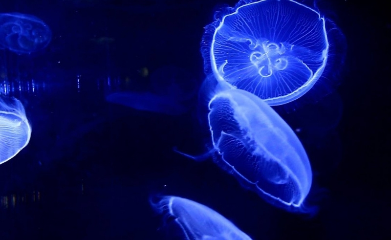 JellyZone To Celebrate 5 Year Anniversary With 2-Day Mini-Festival