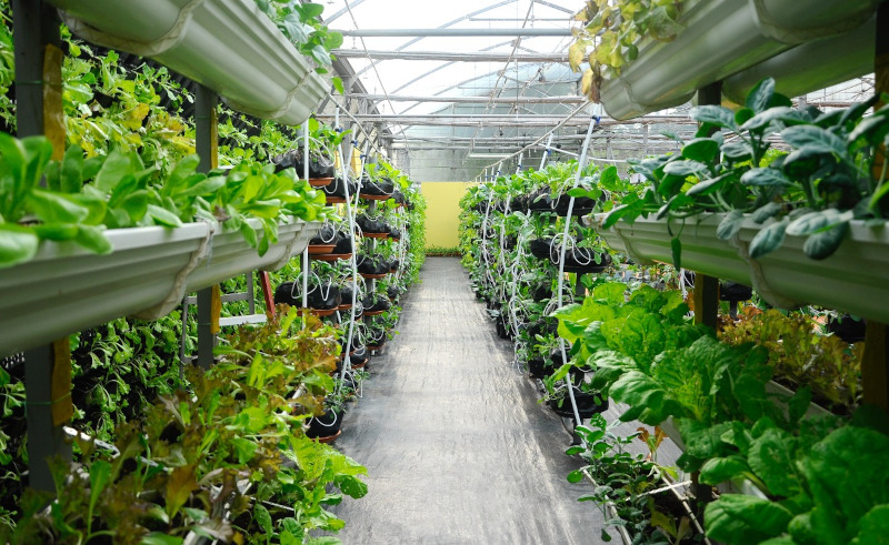 Flat6Labs & SANAD Launch Agritech Accelerator Programme in Egypt